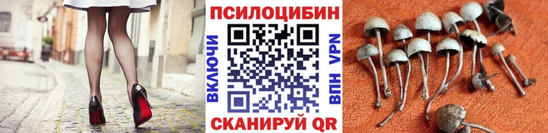 Купить  Слободской  Галлюциногенные грибы Psilocybe 
